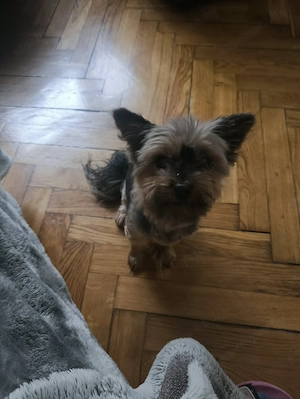 Yorkshire terrier kan kutyus fedeztetést vállal - kép 2