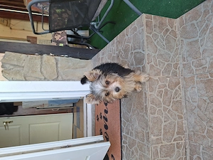 Mini yorki kislány 4 honapos. - kép 2