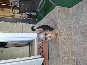 Mini yorki kislány 4 honapos. - kép 3