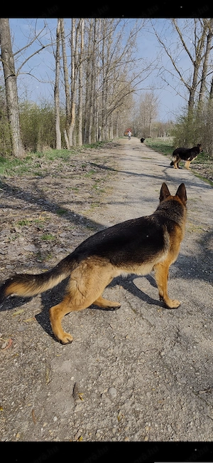 Törzskönyvezett német juhász kan kutyusnak új családot keresünk  - kép 4