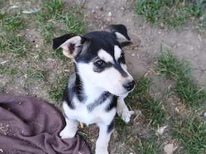 Husky szuka, oltva, féregtelenítve, kiskönyvvel  - kép 3