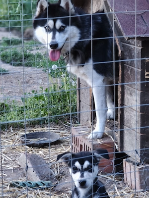 Husky szuka, oltva, féregtelenítve, kiskönyvvel  - kép 4