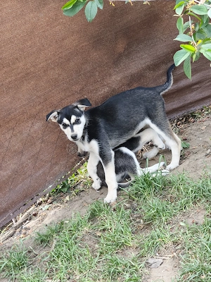 Husky szuka, oltva, féregtelenítve, kiskönyvvel 