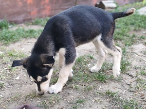 Husky szuka, oltva, féregtelenítve, kiskönyvvel  - kép 2