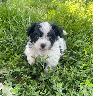  Mini Biewer Yorki kiskutya
