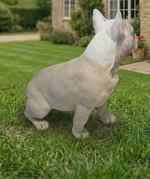 Platina Francia bulldog  - kép 2