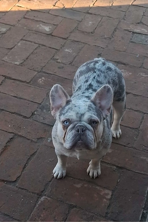 Platina Francia bulldog  - kép 5