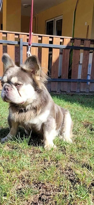 Platina Francia bulldog  - kép 6