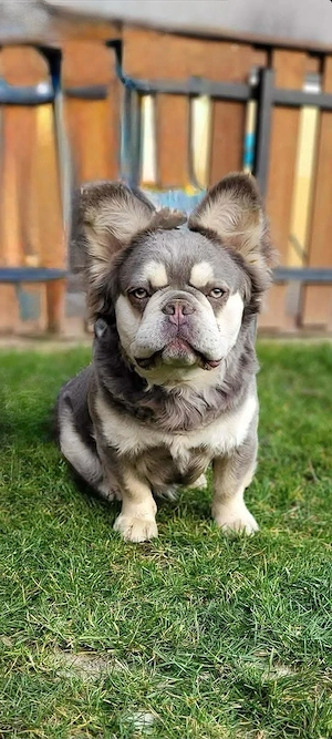 Platina Francia bulldog  - kép 3