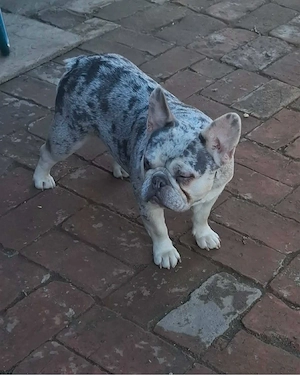 Platina Francia bulldog  - kép 4