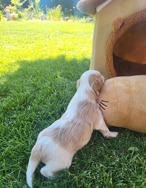 Maltipoo Cegléden 
