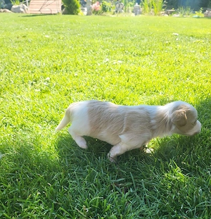 Maltipoo Cegléden  - kép 2