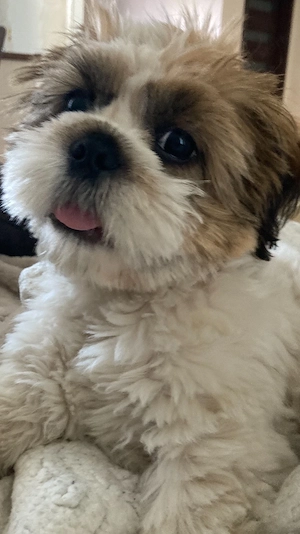 shih tzu kan kiskutya