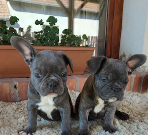 Francia bulldog kiskutyák  - kép 2