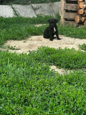 Cane Corso kölyök kutyusok - kép 3