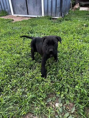 Cane Corso kölyök kutyusok - kép 2