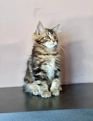 Kuriliai bobtail macska eladó 