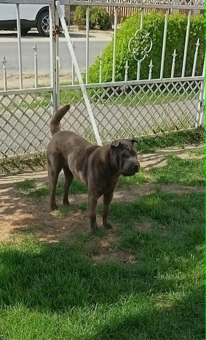 Fiatal Shar-pei szuka - kép 3