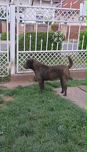 Fiatal Shar-pei szuka - kép 5