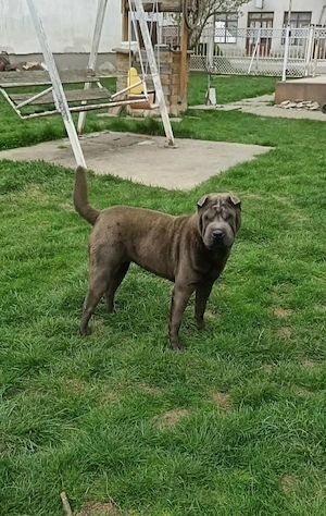 Fiatal Shar-pei szuka - kép 4