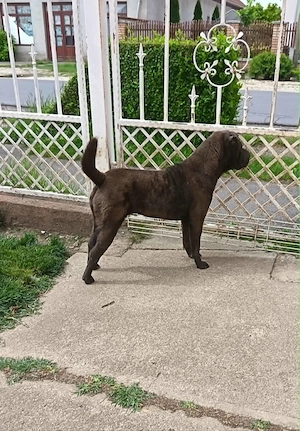 Fiatal Shar-pei szuka - kép 2