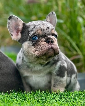 Francia Bulldog - kép 2