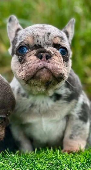 Francia Bulldog