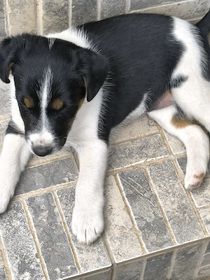 Tündéri foxi kiskutyák 