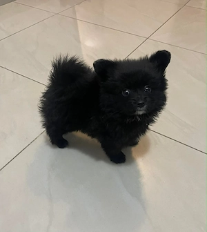 Pomerániai Törpe Spitz kiskutyák Pomerániai Törpespicc kiskutyák Pomerániai Törpespitz kiskutyák - kép 2