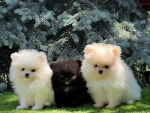 Pomerániai törpe spitz