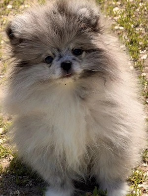 Merle színű pomerániai törpe spitz fiú