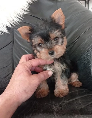 Yorkshire terrier kiskutyák eladók - kép 3