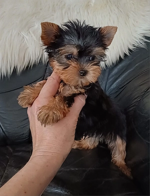 Yorkshire terrier kiskutyák eladók - kép 4