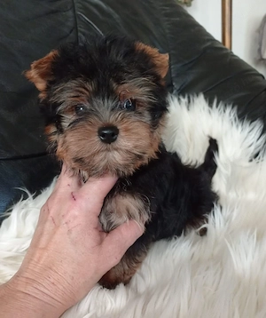 Yorkshire terrier kiskutyák eladók - kép 2
