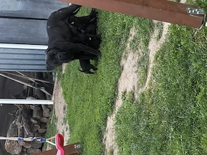 Cane Corso kölyök kutyusok - kép 4