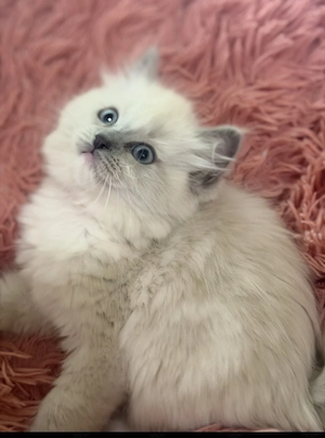 Bajnok szülők szépséges Ragdoll leányzói - kép 2