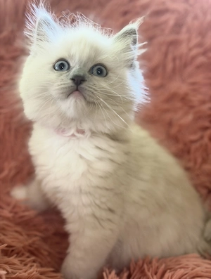 Bajnok szülők szépséges Ragdoll leányzói - kép 3
