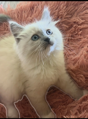 Bajnok szülők szépséges Ragdoll leányzói - kép 4