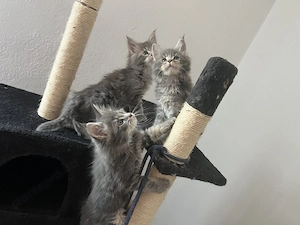Maine Coon kiscicák költöznének!  - kép 2