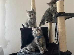 Maine Coon kiscicák költöznének!  - kép 4