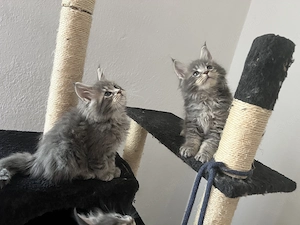 Maine Coon kiscicák költöznének!  - kép 3
