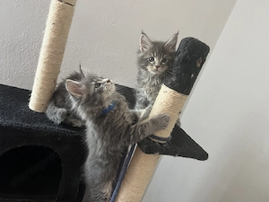 Maine Coon kiscicák költöznének!  - kép 5