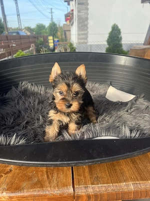 Yorkshire terrier kiskutya