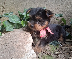 yorkshire terrier lányok - kép 4