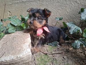 yorkshire terrier lányok - kép 3