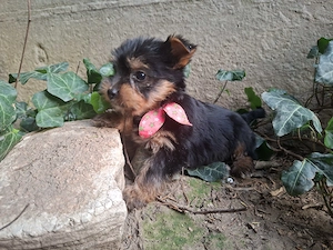 yorkshire terrier lányok - kép 2