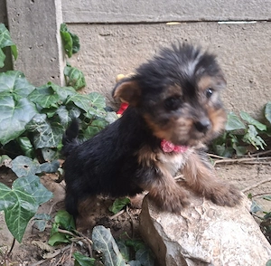 yorkshire terrier lányok - kép 6