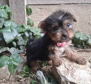 yorkshire terrier lányok - kép 5