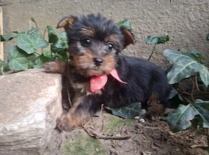 yorkshire terrier lányok