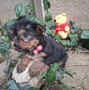 yorkshire terrier lányok - kép 8